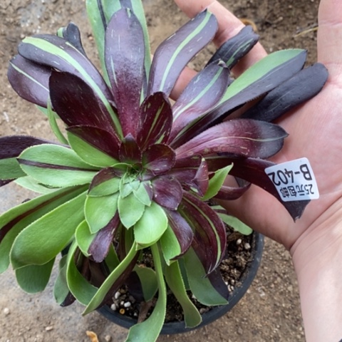 402水墨丹青满25包多肉