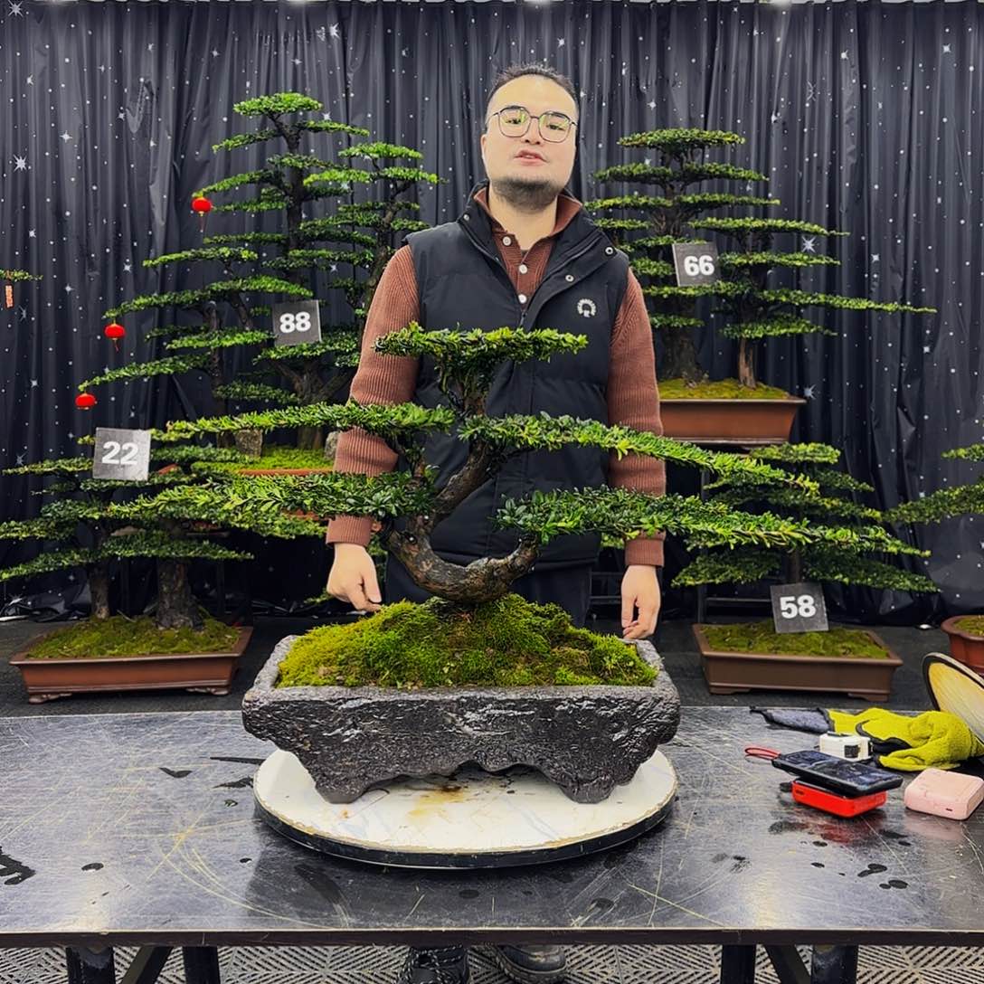 红芽罗汉松高端造型盆景