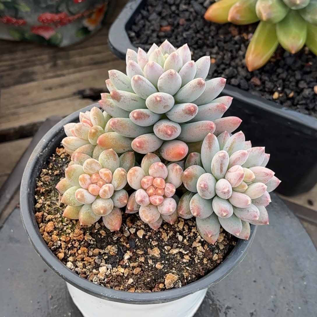 多肉植物多肉植物1