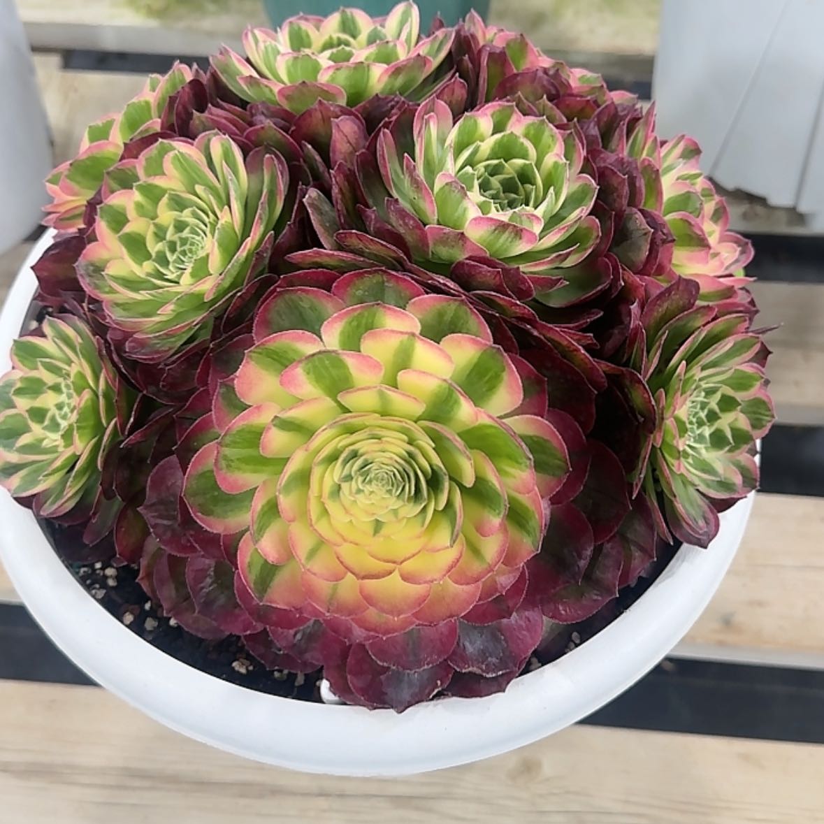 【闪购商品】法师多肉