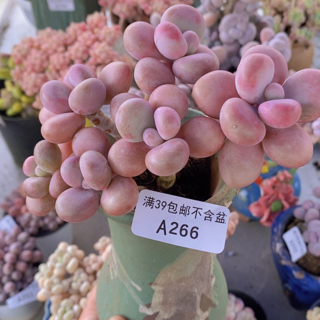 糖果桃蛋老桩11cm266多肉植物