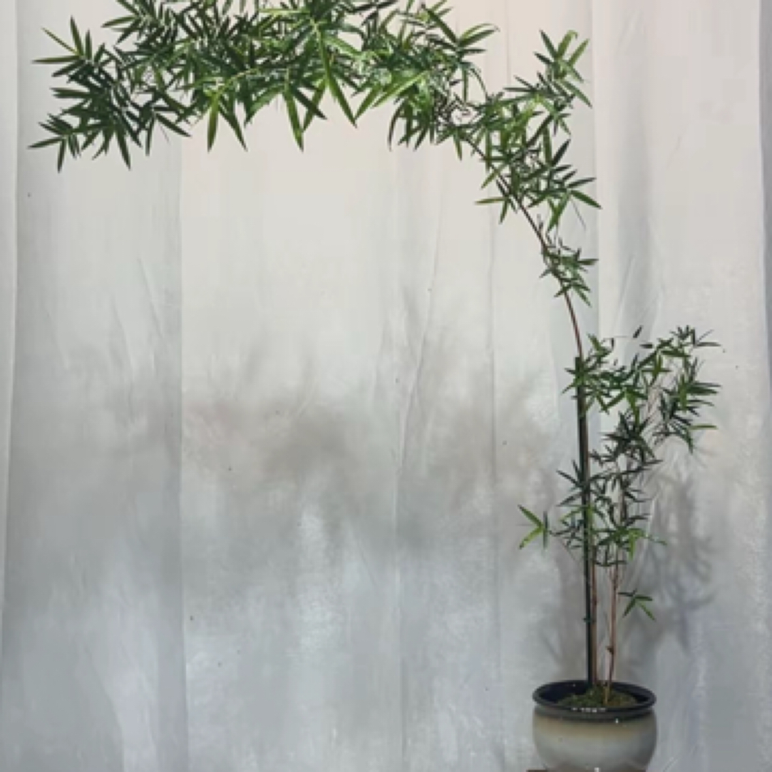 红观音竹室内外水培盆栽四季常青净化空气好红观音竹基地批发直播