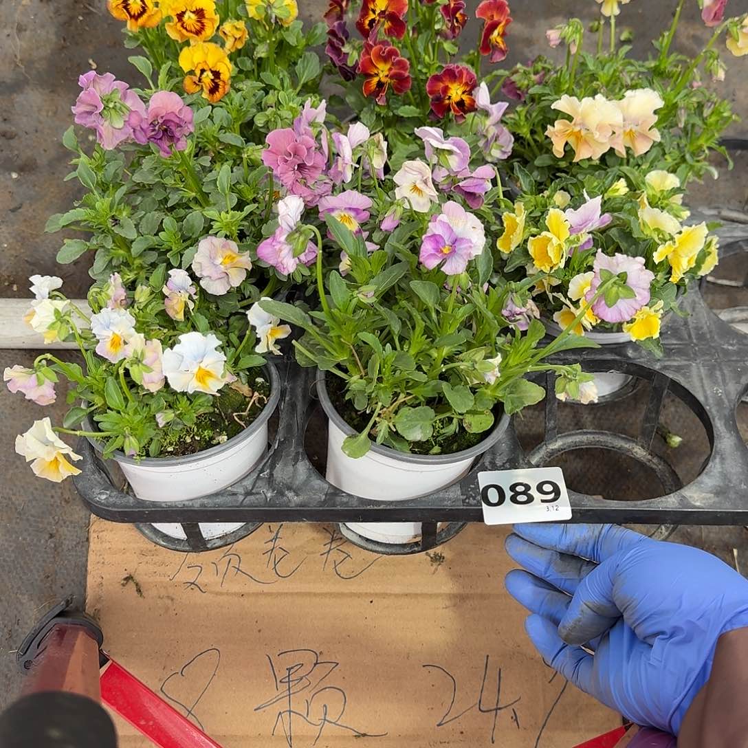 089号大花角堇清棚福利无售后