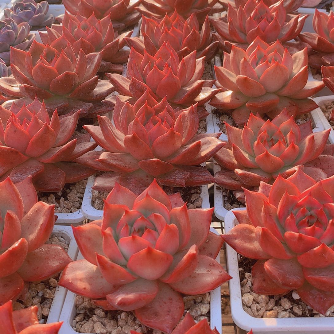 阿姆斯壮3456788999090