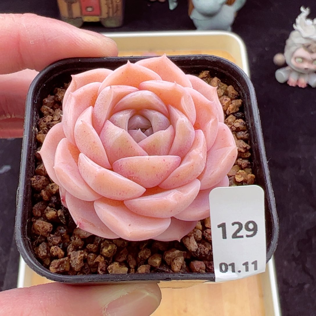 冰魄129、哈哈哈哈