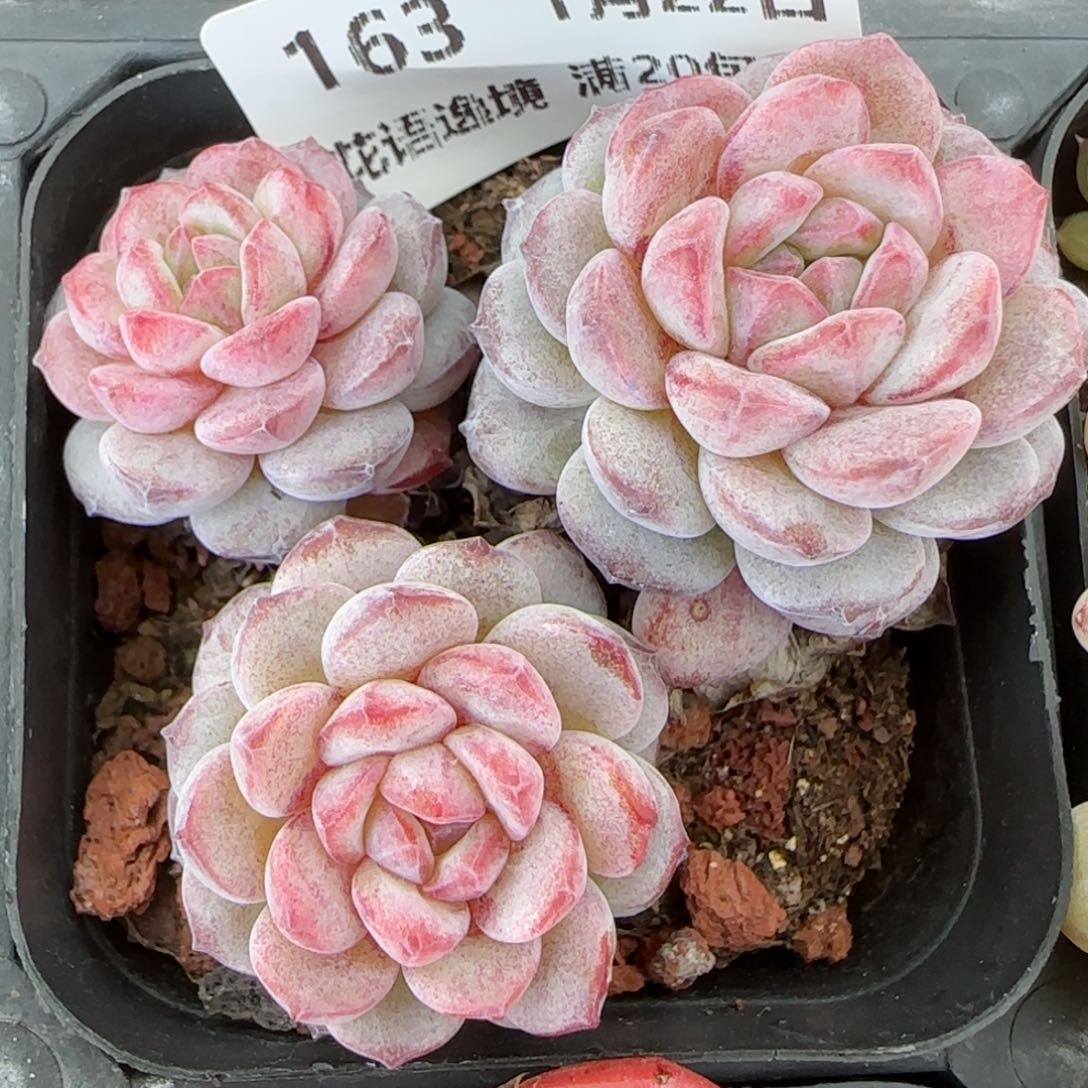 花语逸境0122-163