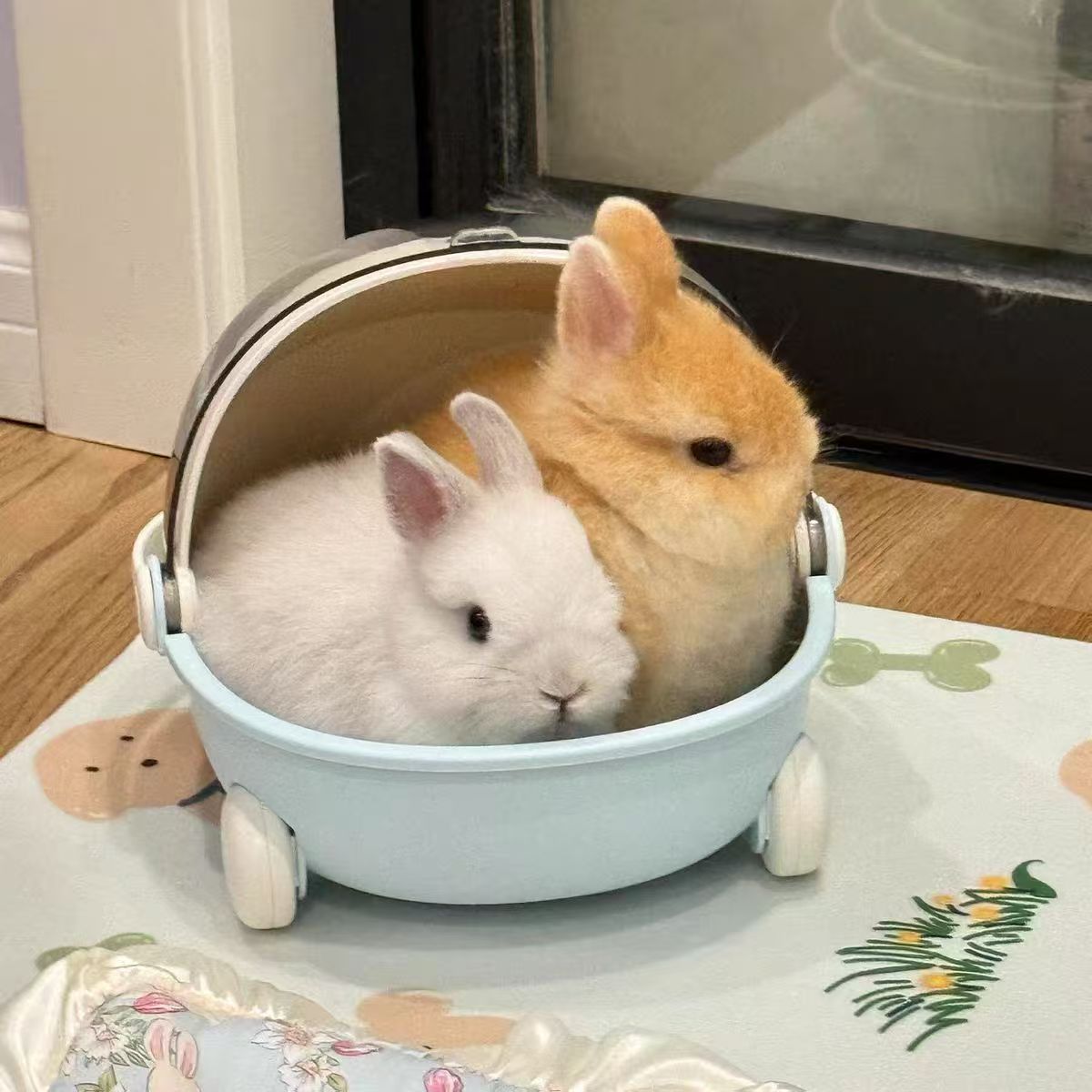 长不大的不咬人的迷你侏儒兔垂耳兔宠物兔