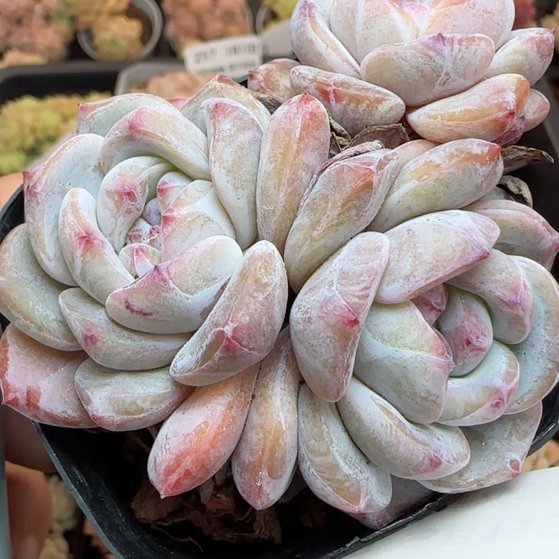 花语逸镜0313-312