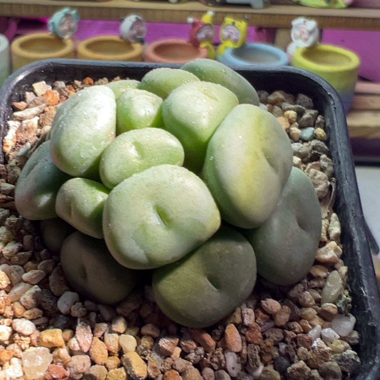 【闪购商品】紫花饼3盆