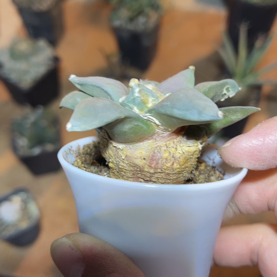 实生岩牡丹一物一拍下单包邮