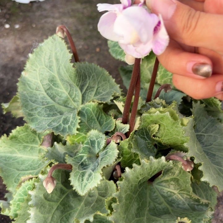 完全开放青花玫瑰