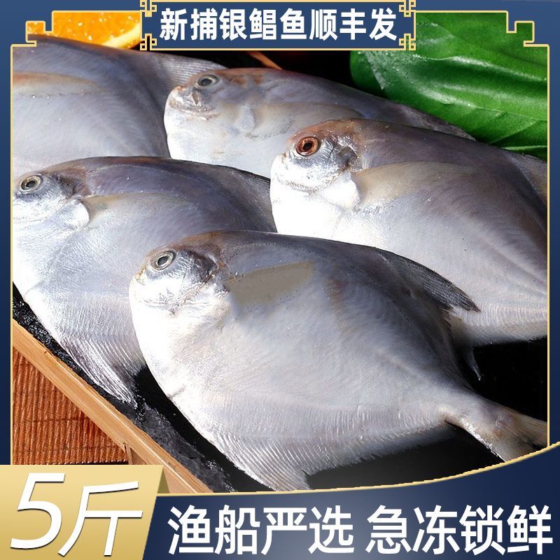 【5斤装】新鲜速冻银鲳鱼刺少肉嫩肉质紧实顺丰冷链发货