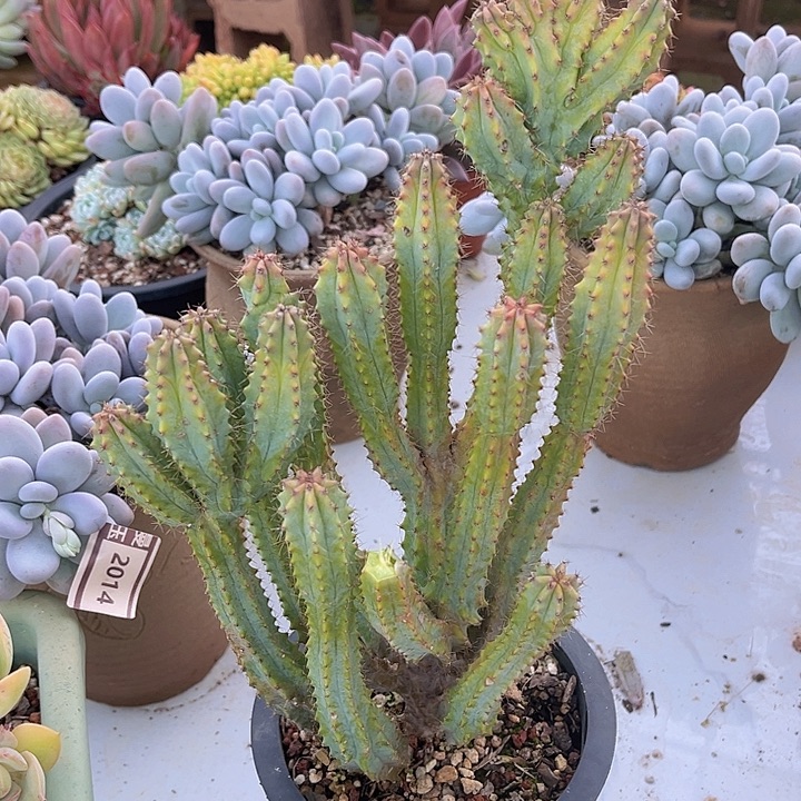 仙人柱10248多肉植物