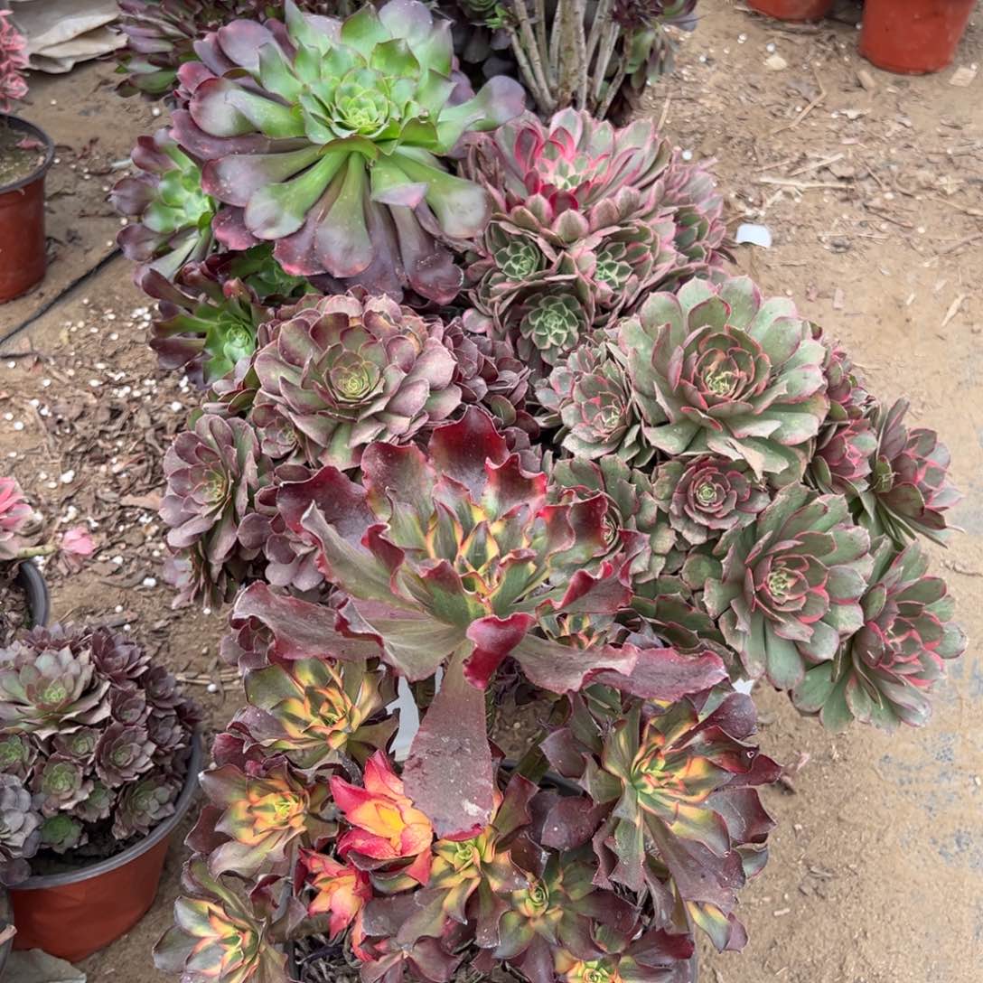 062十一棵组合多肉植物法师多肉