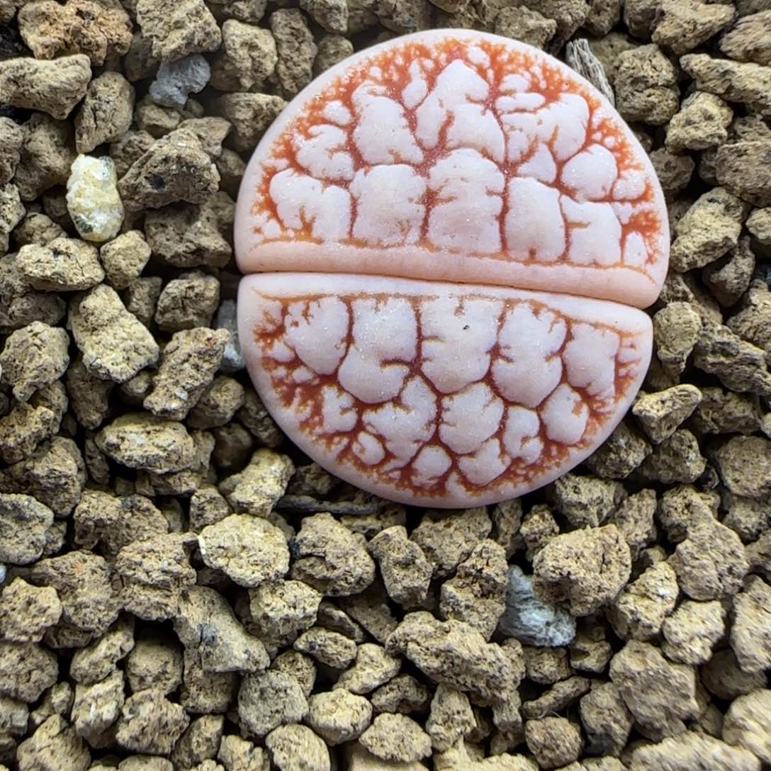 睫毛189大棚直播888