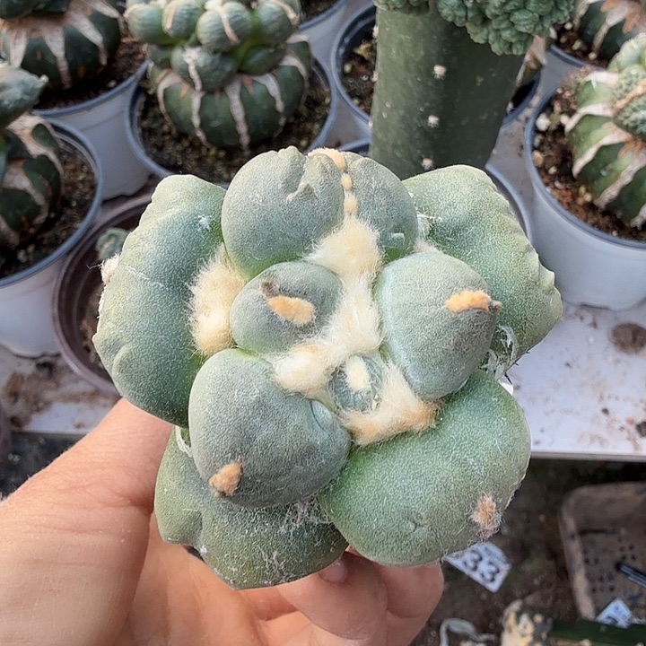 无花朵400白肌密尤蛋蛋牡丹