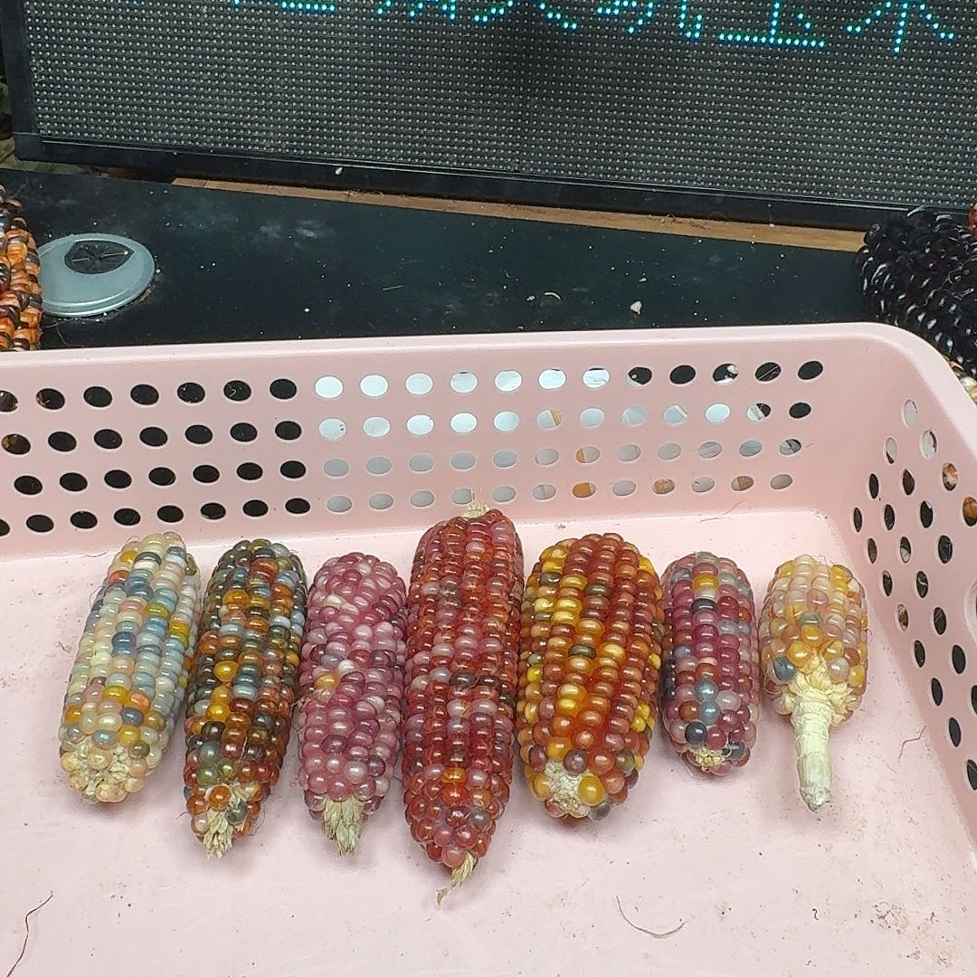 爱****大叶紫檀（黑酸枝木类）