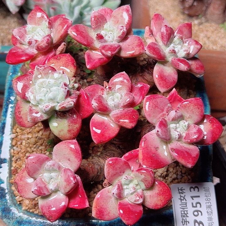 9513贝拉仙女杯多肉