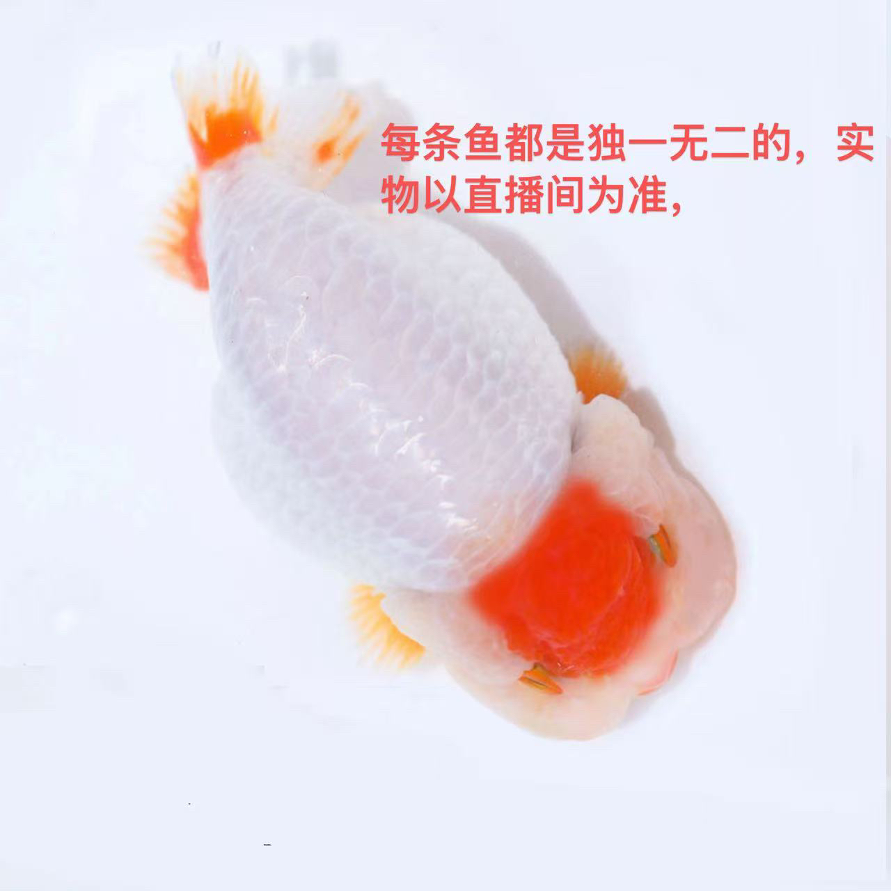 直播间专拍 兰寿泰狮玛丽金鱼淡水观赏鱼