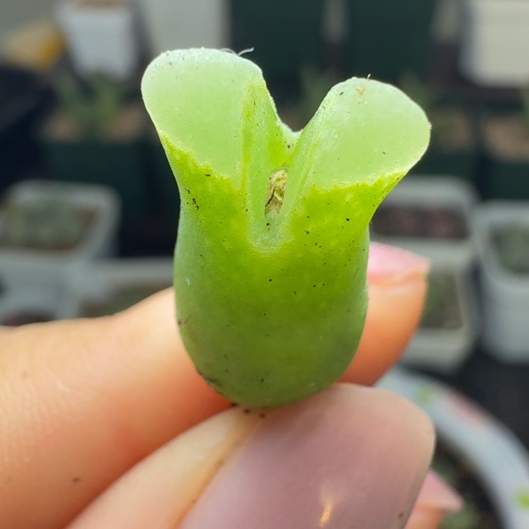 90优选大肚子佛度0000000