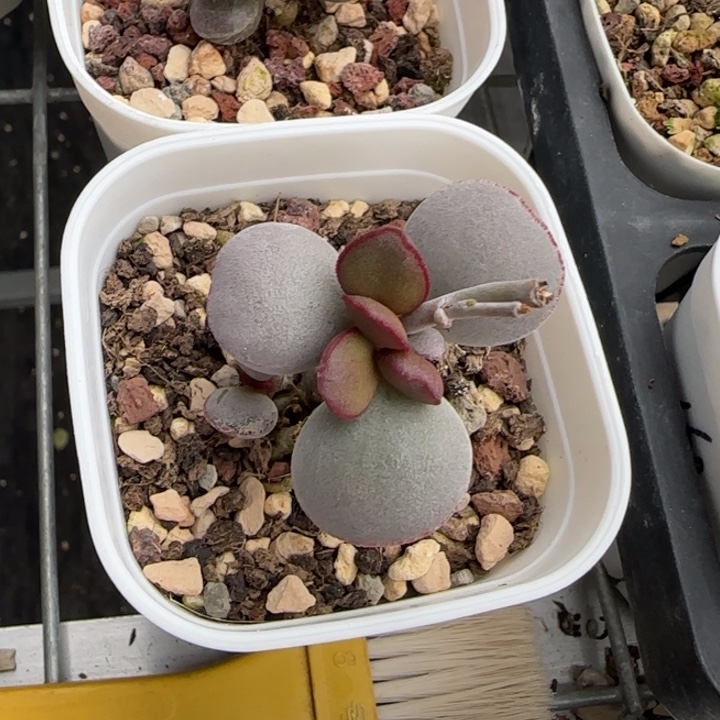 亦***心水泡多肉价格补差