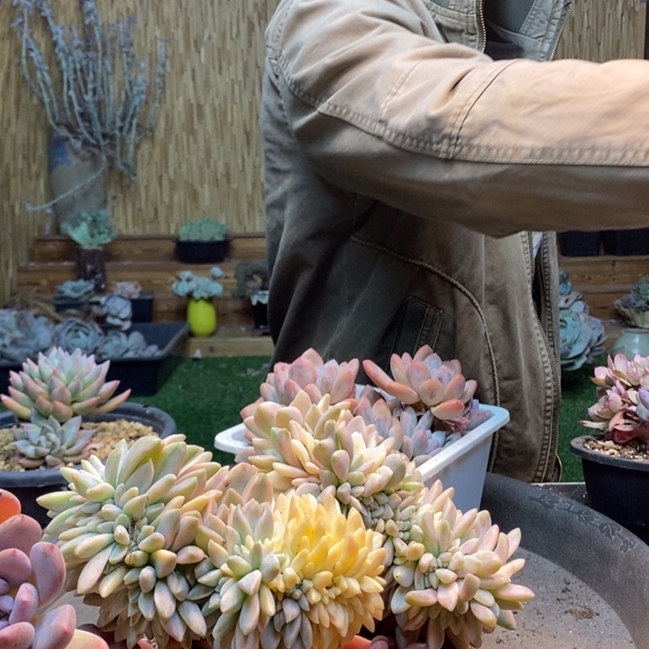 莎***店209号淡雪多肉植物