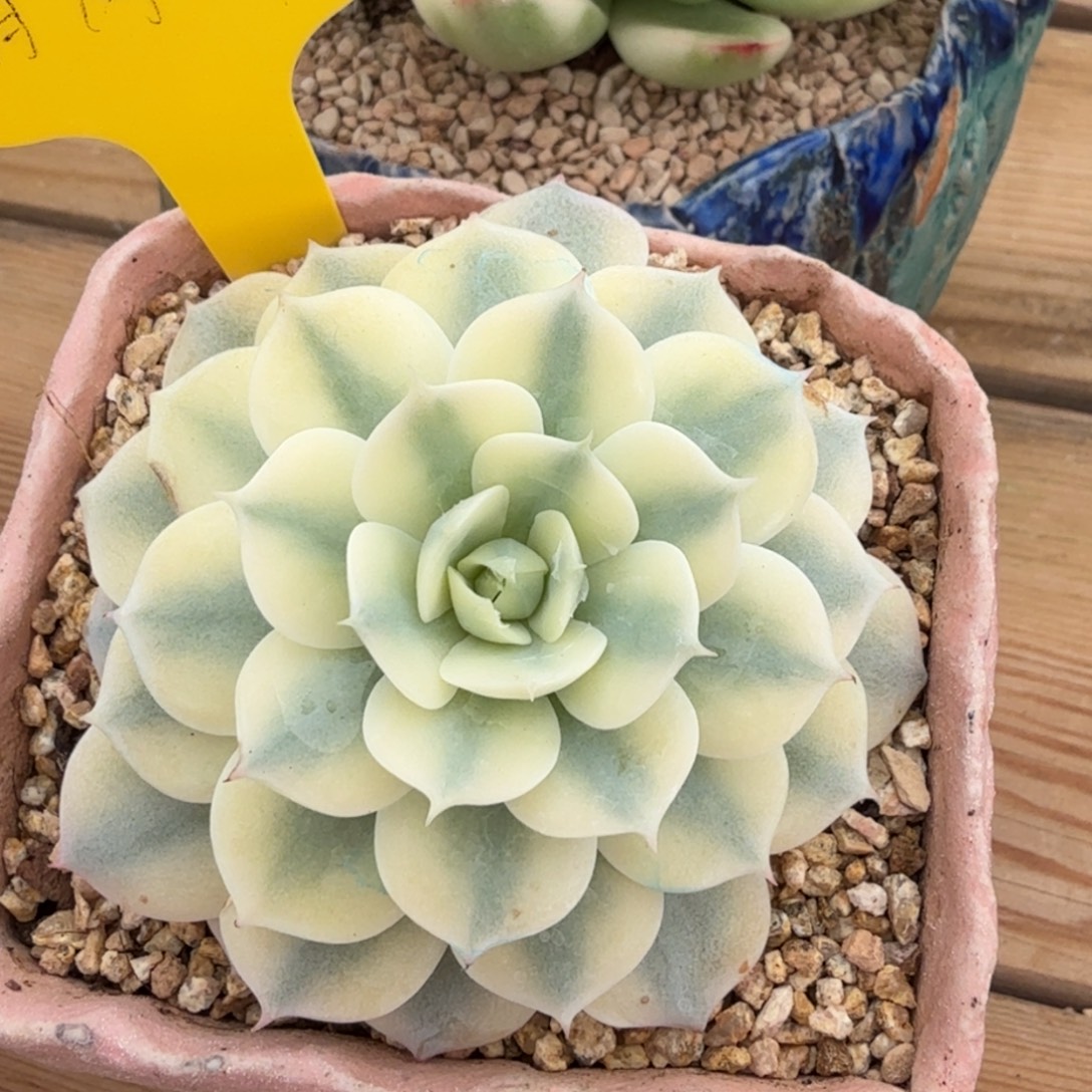 青岗锦 安吉园艺锦