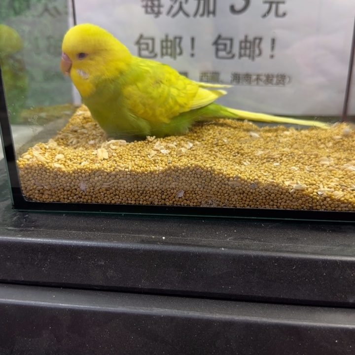 虎皮鹦鹉大头虎皮鹦鹉