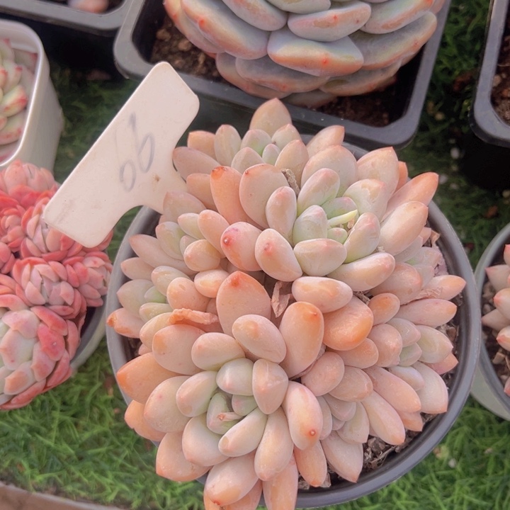 健健康康平平安安