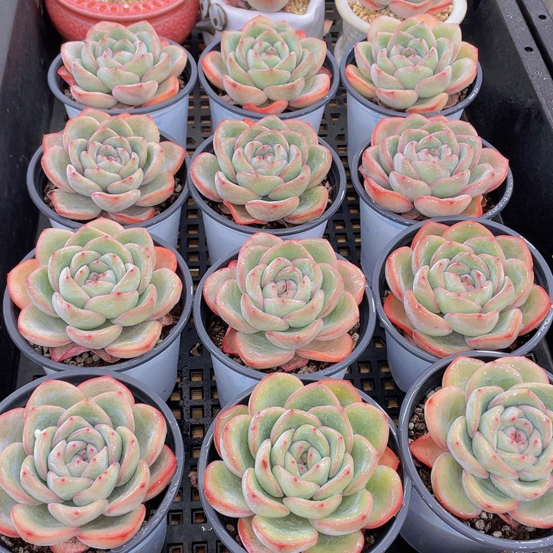 量拍79号 奶油泡芙大单头一个