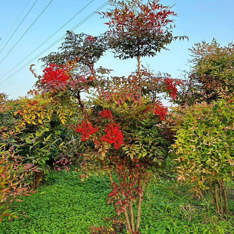 老桩盆景南天竹盆栽春夏翠绿秋冬艳红耐阴耐寒耐旱室内庭院栽种