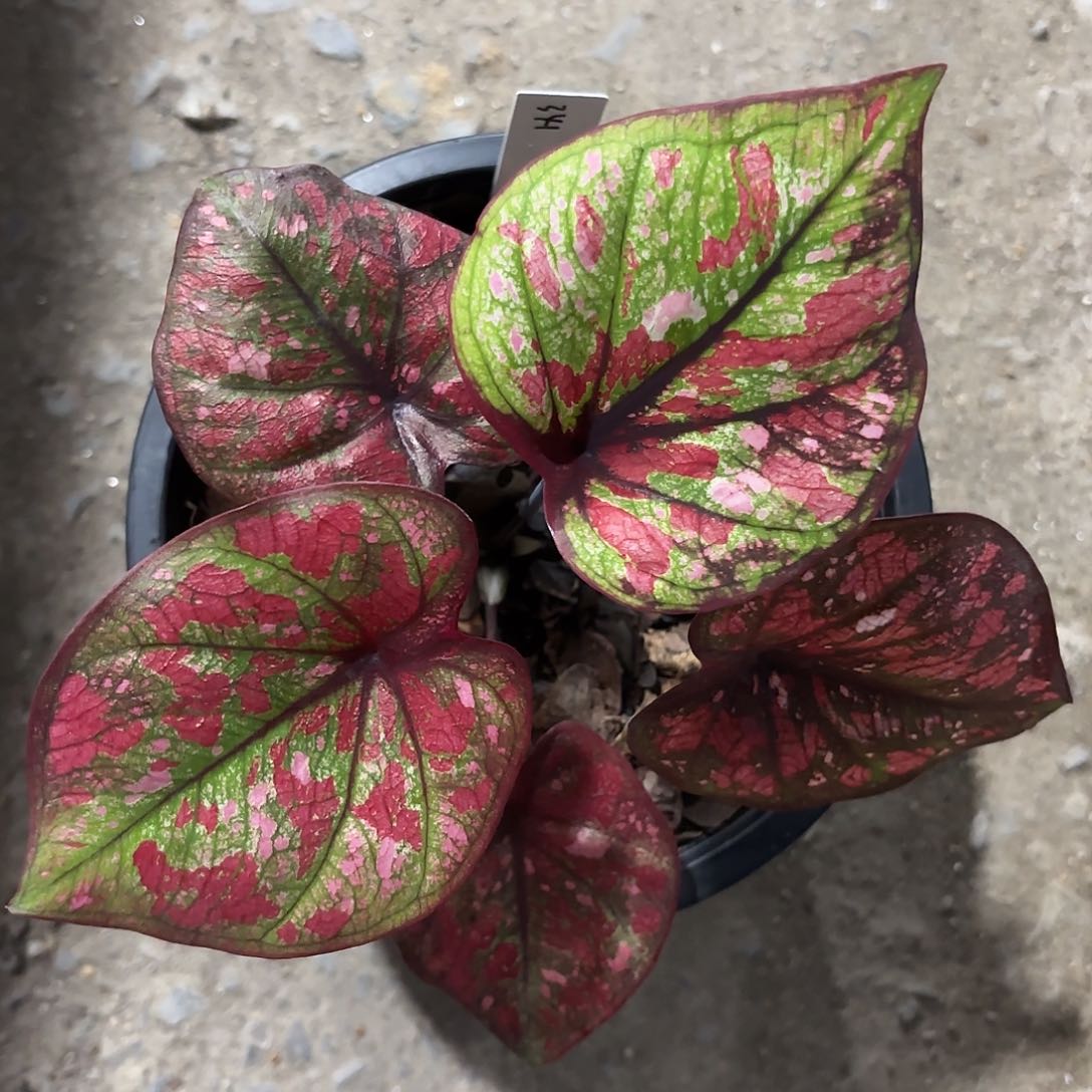 341-0125彩叶芋泰国发货