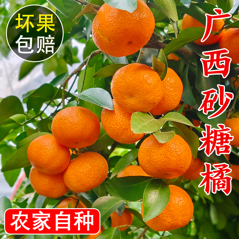 砂糖橘正宗广西桂林无籽金秋沙糖桔小橘子现摘应季水果10斤一整箱