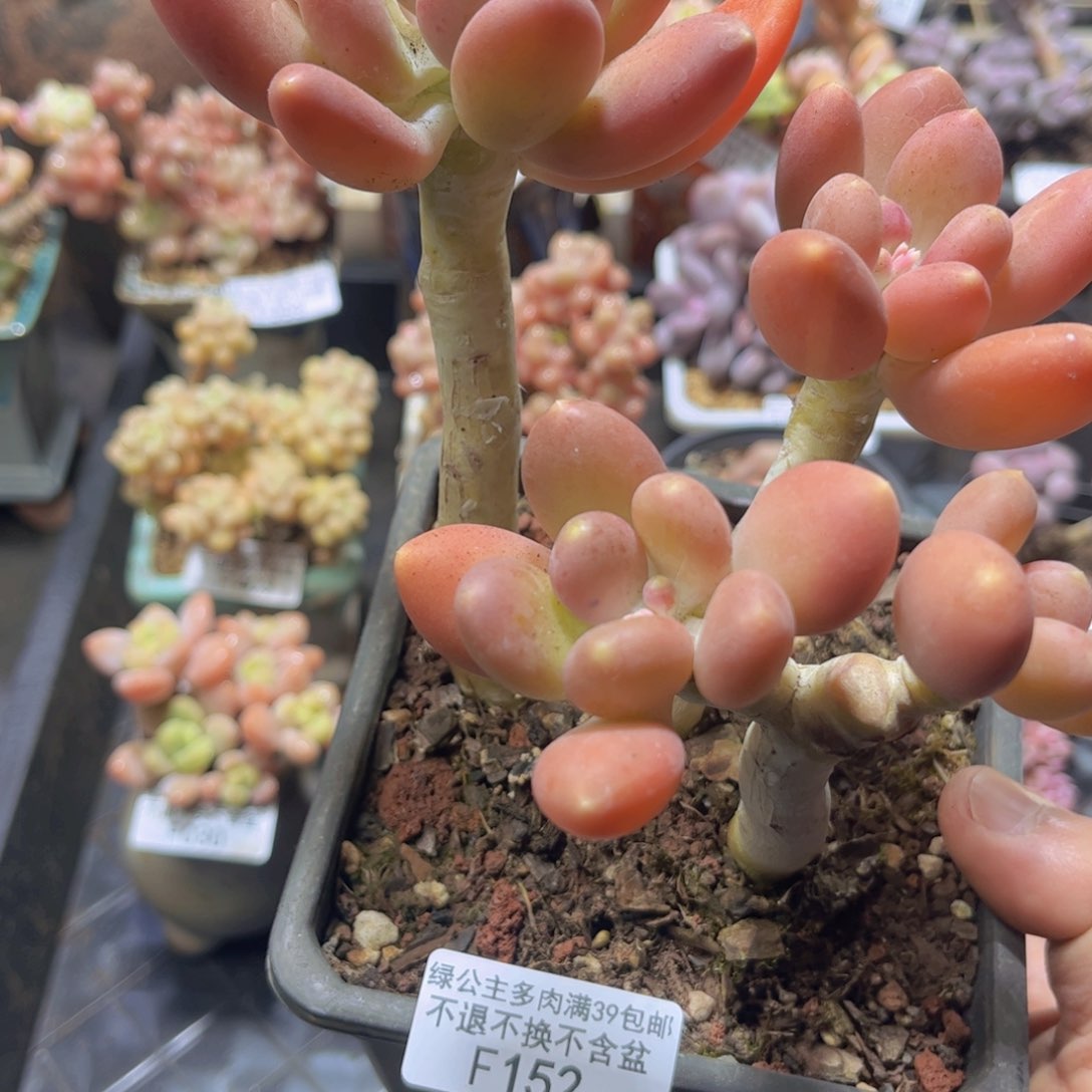 152大群芒果奶15cm多肉