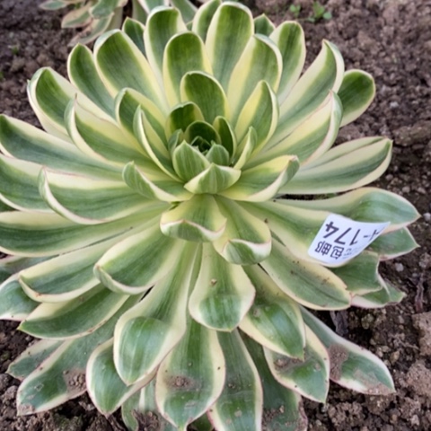 174青莲满25包邮多肉