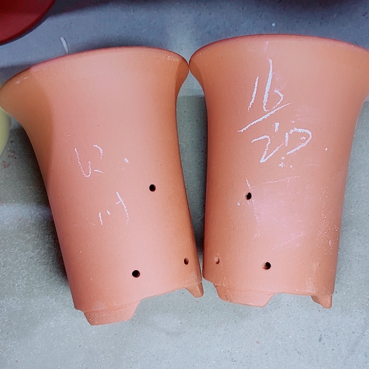 红陶紫砂紫砂紫砂