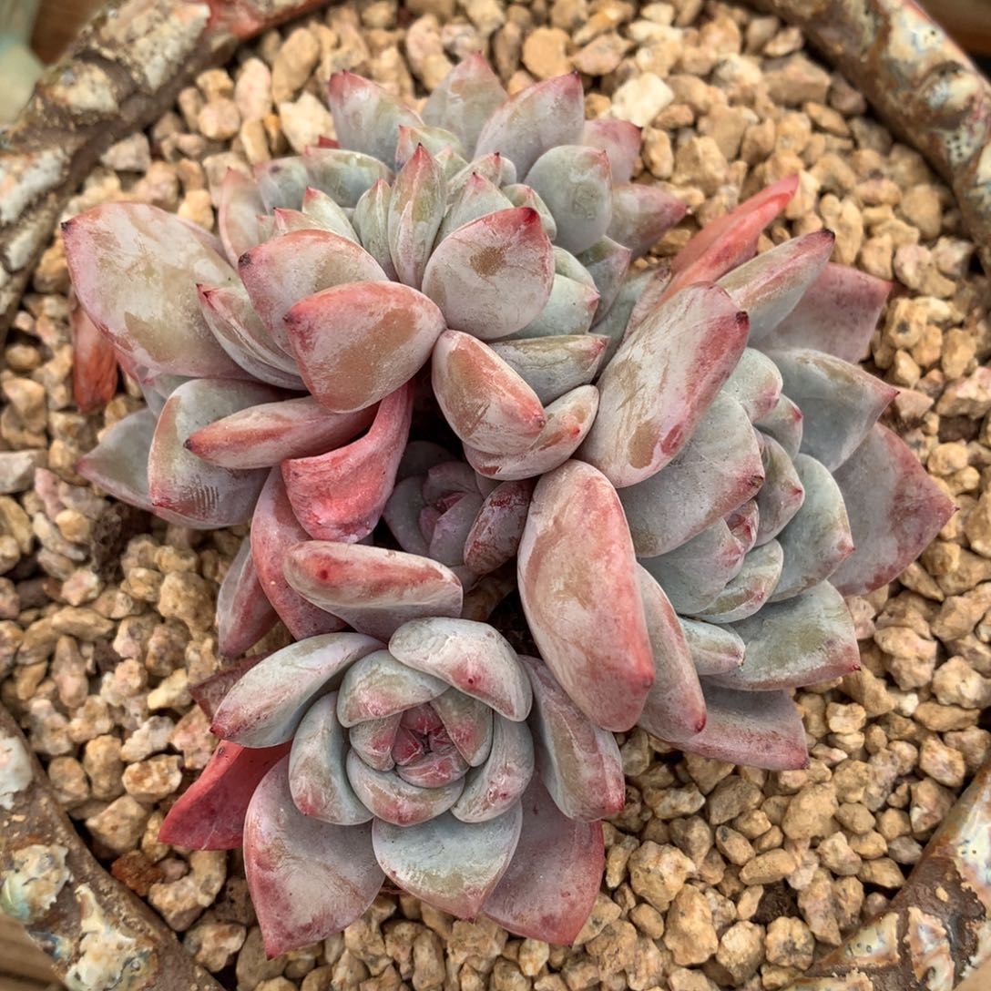 D1502逗号的多肉花园