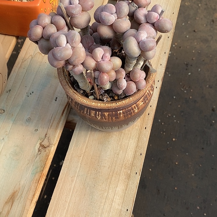 你***．胭脂精品多肉88888