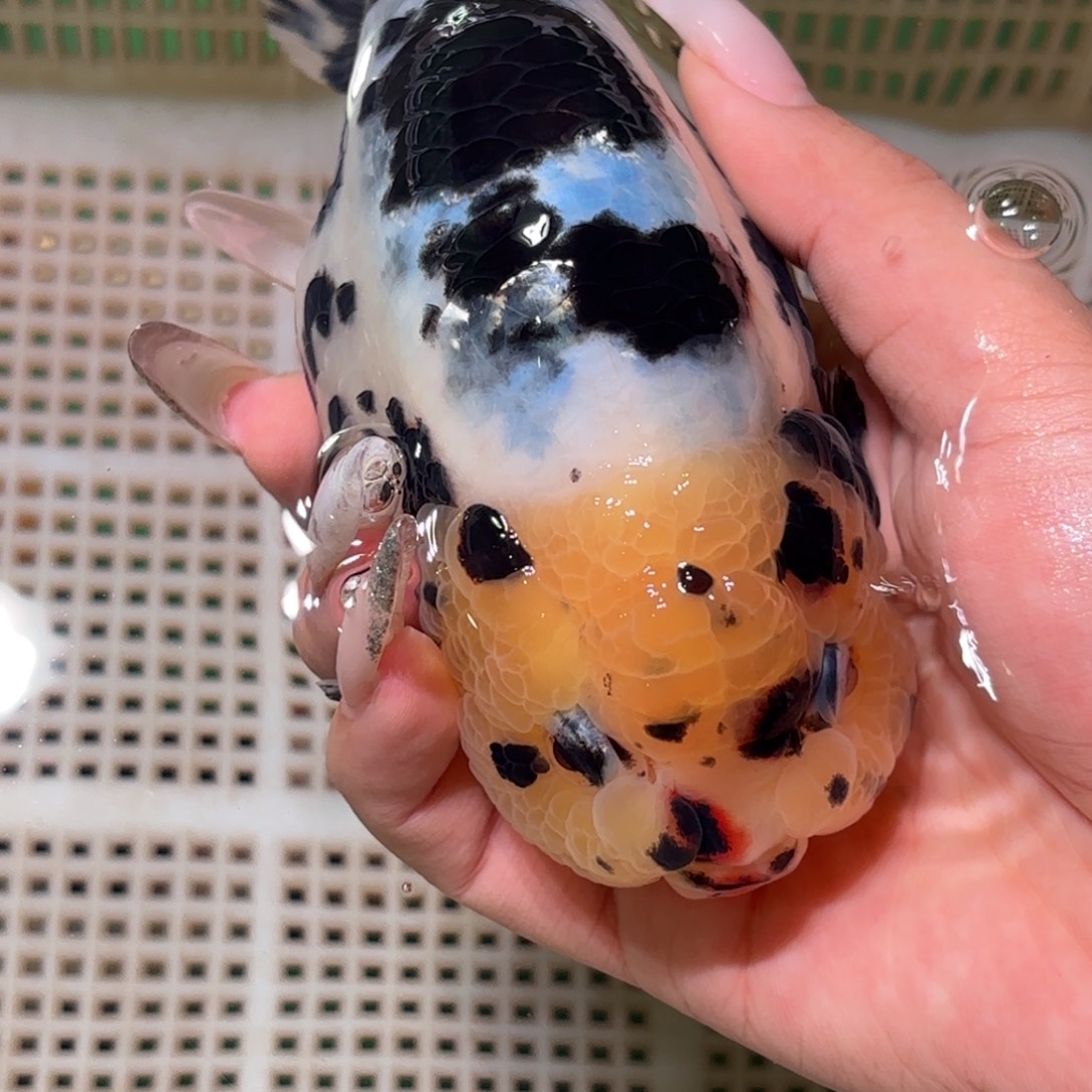 饭***饭金鱼不拍包装运费到付，拍包装包邮