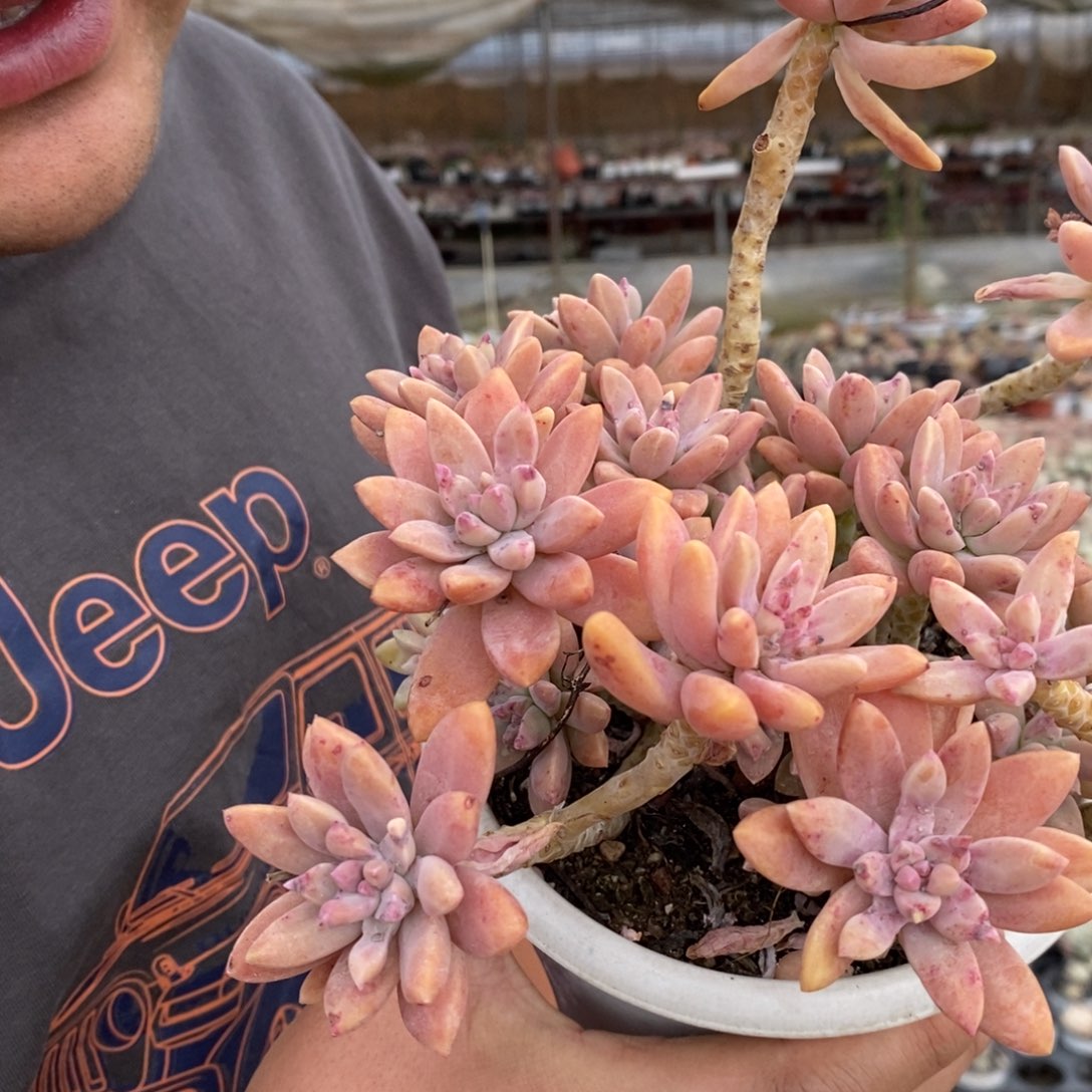 秋丽整桩整群一盆