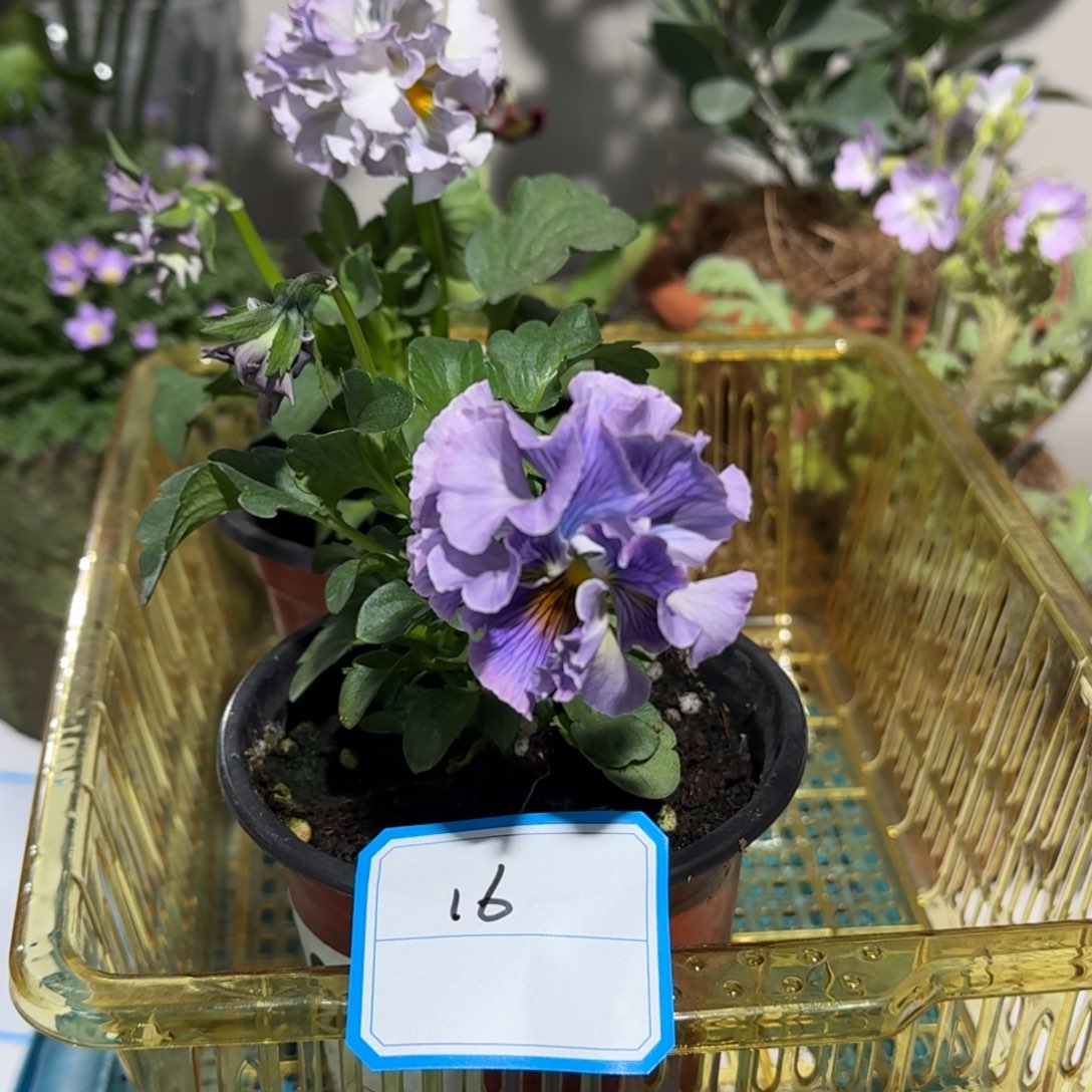 角堇        16号两盆礼服