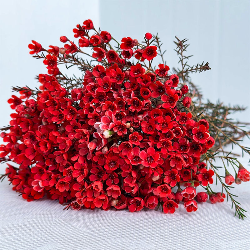 【年宵花 花期超长系列】红色腊梅