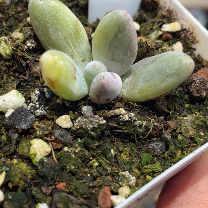 七彩奶锦661哈的多肉啊啊