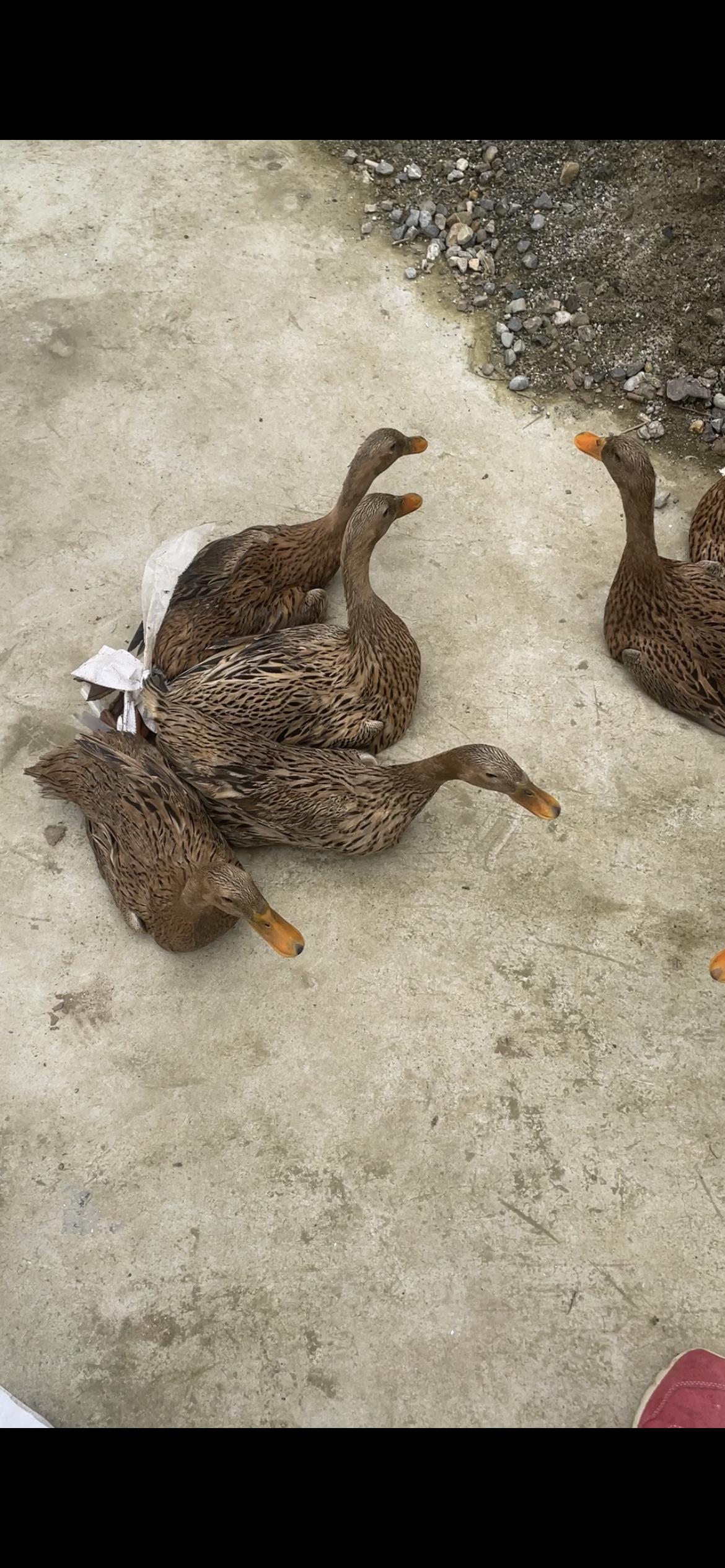 农户纯粮食散养老品种麻鸭三年以上