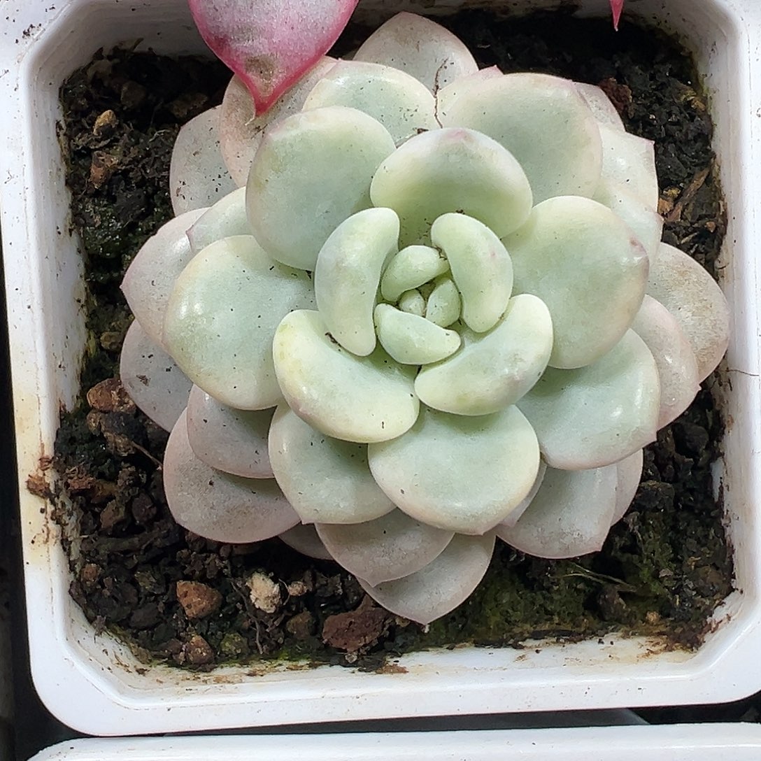 白马香水锦多肉植物