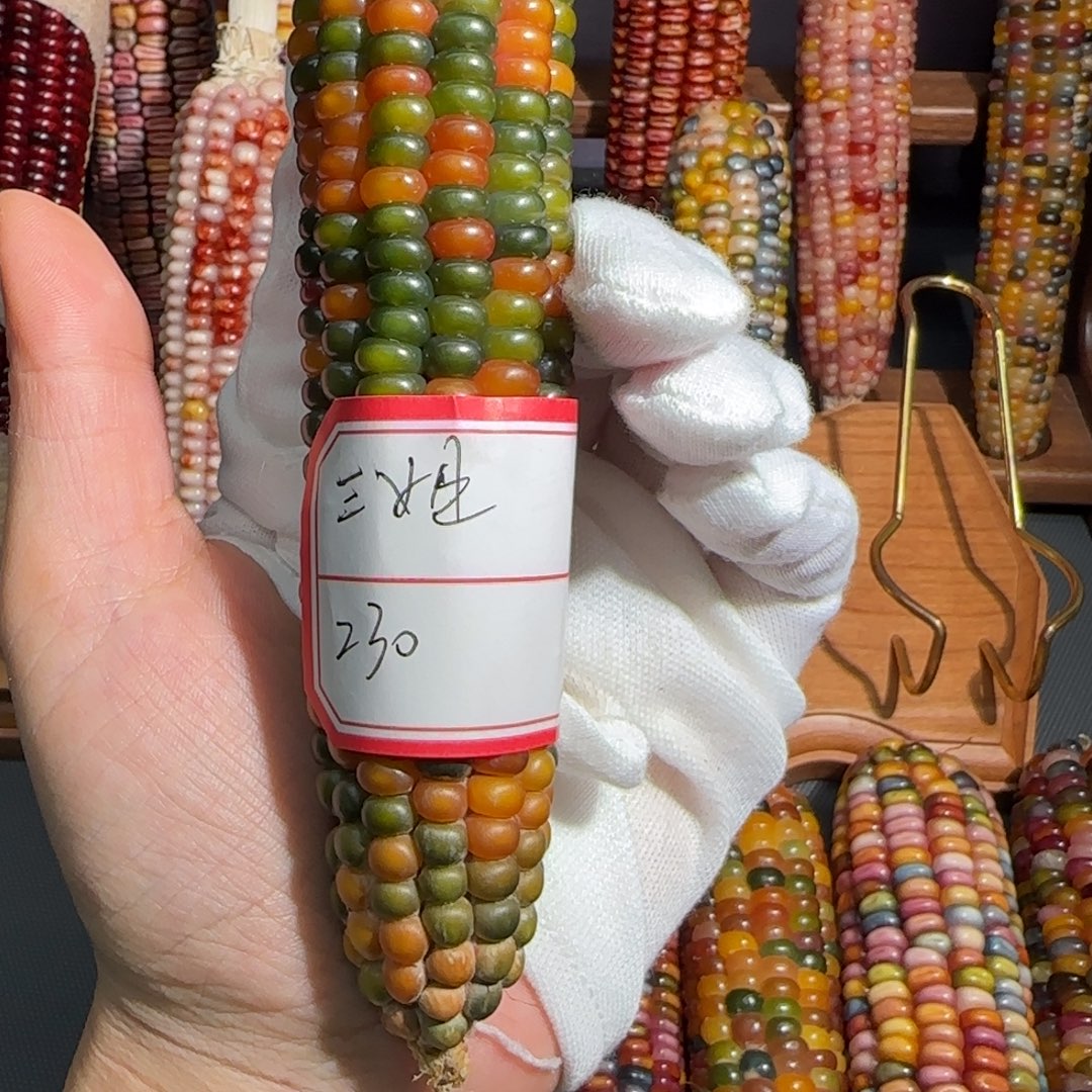 文玩玉米毛料定制