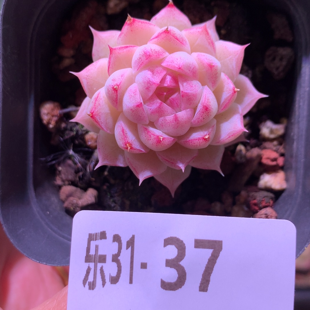乐然31-37 女王玫瑰 