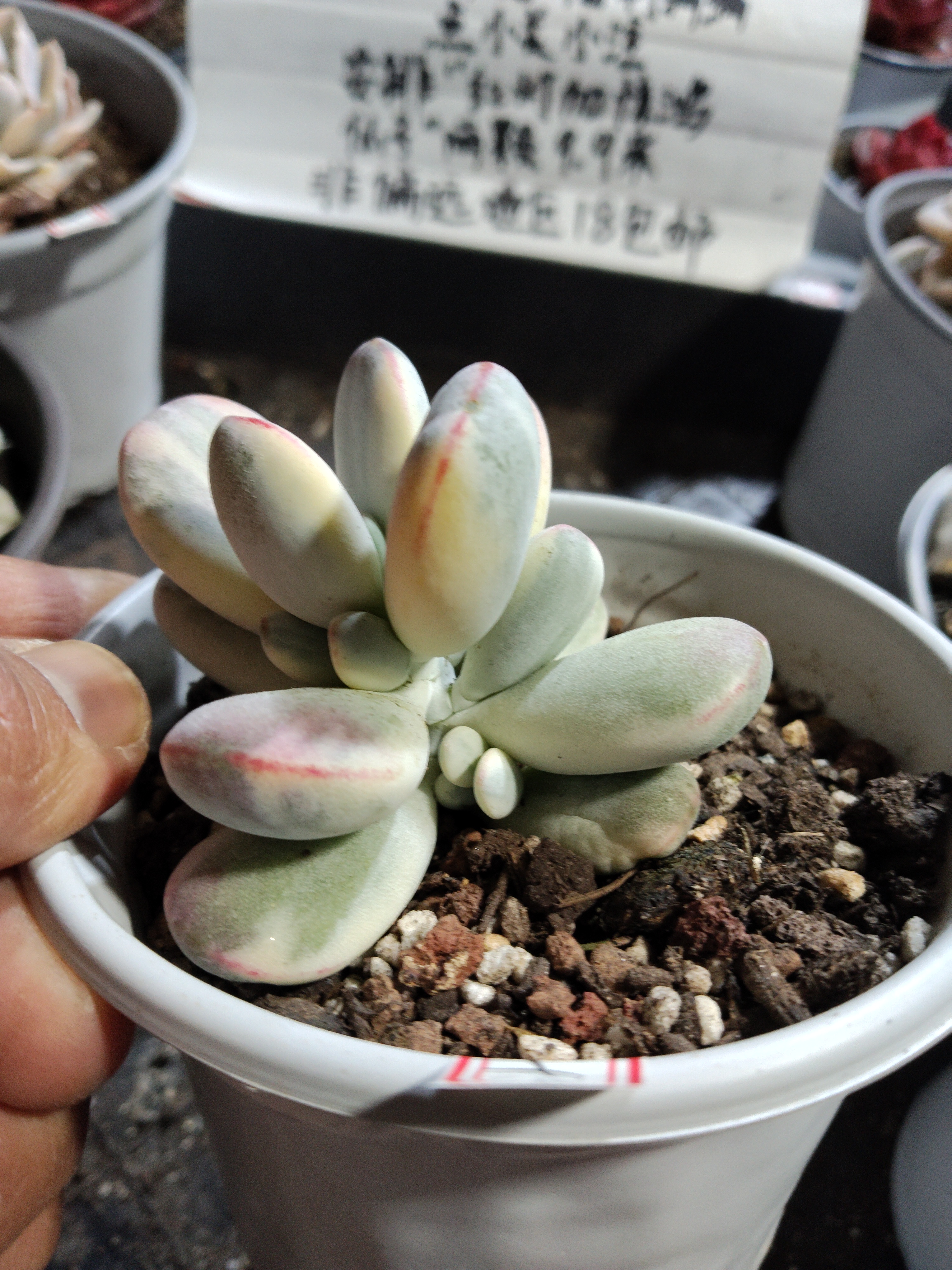非偏远18包邮  一物一拍 10厘米盆 A679乒乓福娘锦