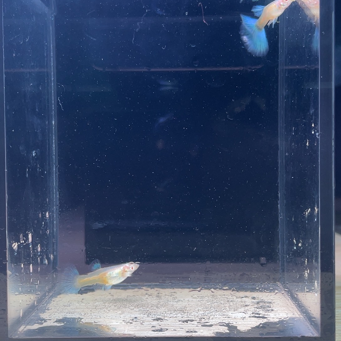 孔雀鱼蓝白半月尾一对