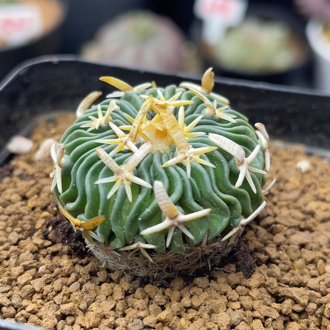 实生宽刺太刀岚仙人球多肉